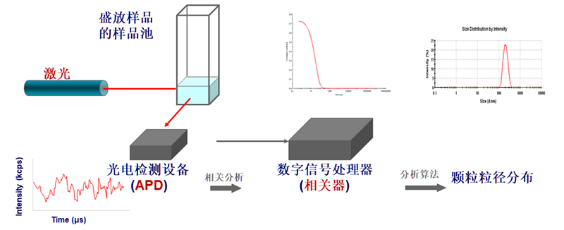 09 动态光散射粒径测量示意图.png